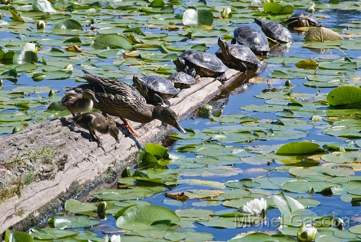 MGA89157R ducks turtles Deer Lake.jpg - Michel Gascon(c)2008-